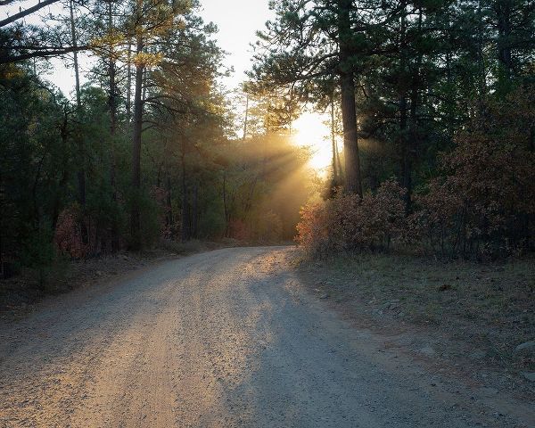 Forest Roads at sunrise-Manzano Mountain Wilderness-Cibola National Forest-New Mexico